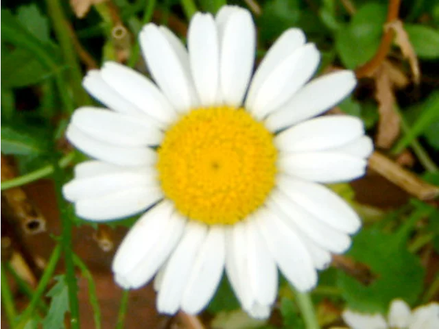 法蘭西菊
