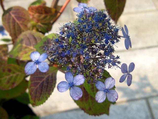 山紫陽花 '甘茶'
