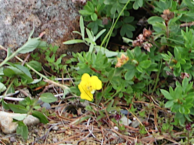 Dasiphora fruticosa