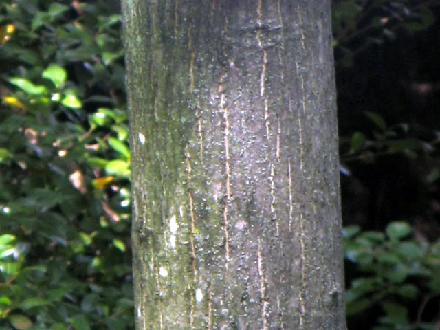 walnut