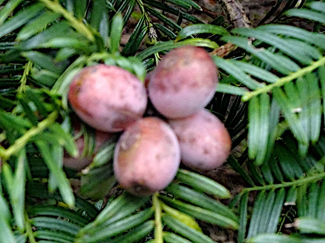 柱冠粗榧
