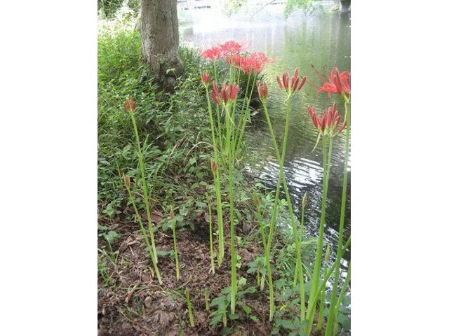 Red spider lil