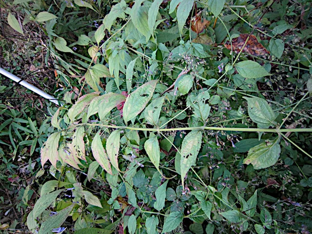 关屋的长管香茶菜