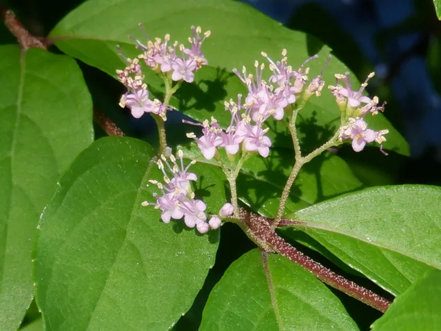 Callicarpa dichotoma