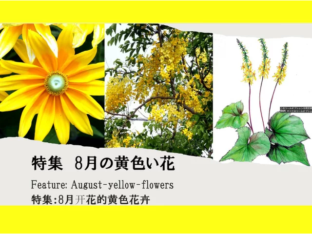窄头橐吾
