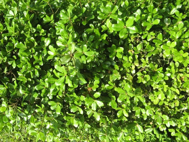 Quercus phillyraeoides