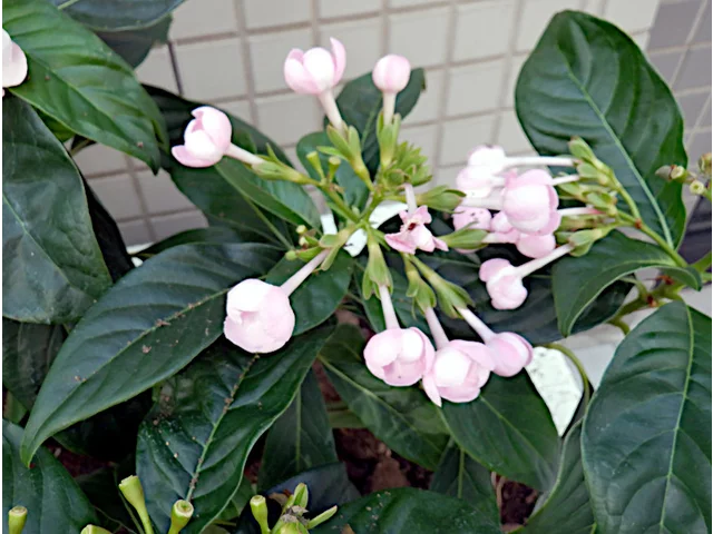 滇丁香
