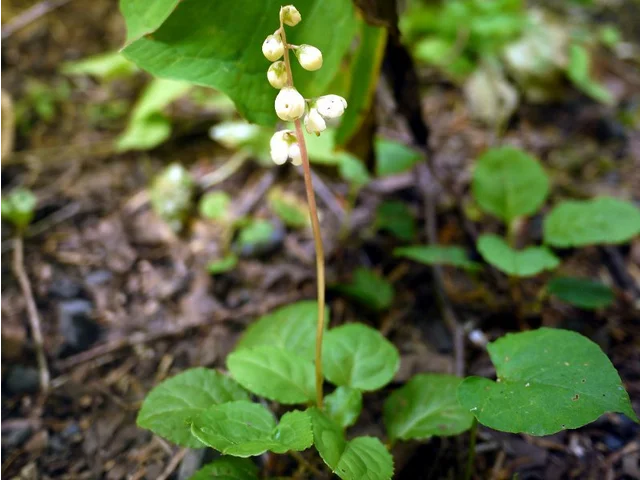 高山鹿蹄草