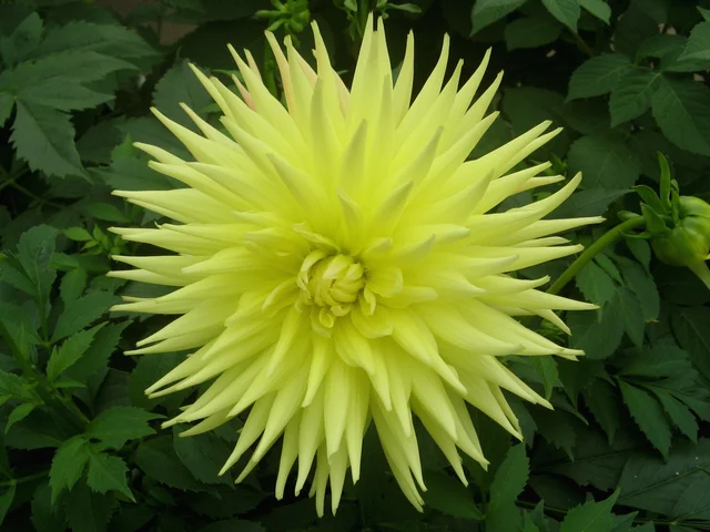Dahlia