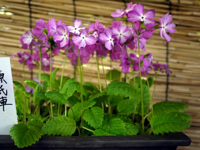 Primrose 'Sasanaki'
