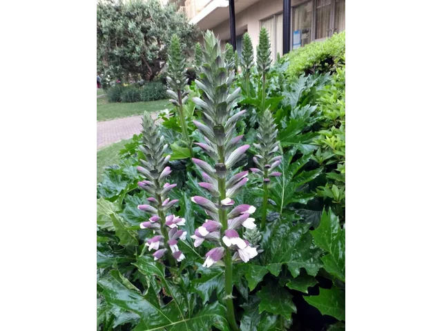 Acanthus