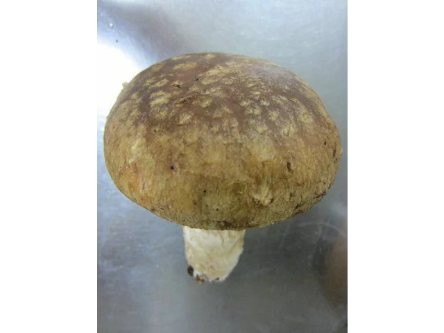 香菇 Lentinula edodes