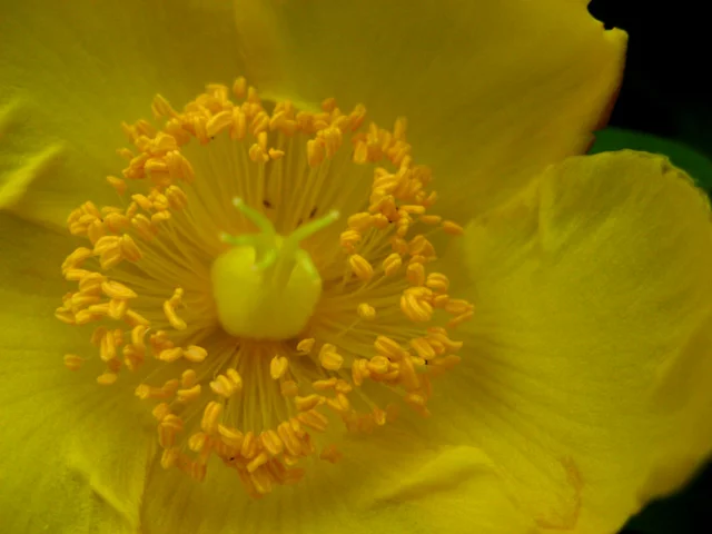 Hidcote