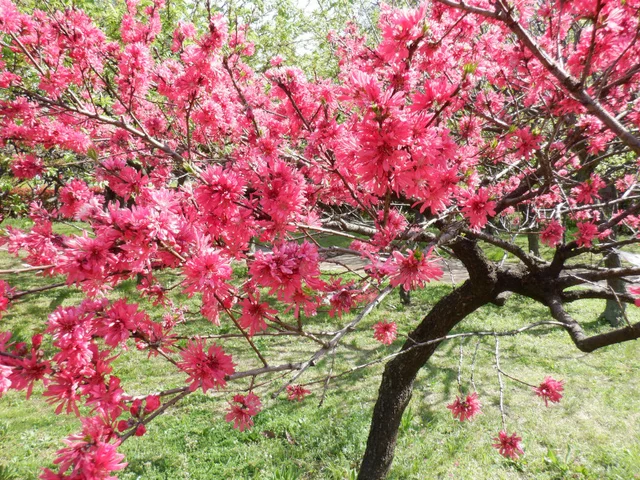菊花桃