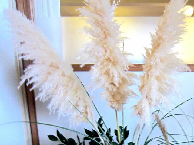 Pampas grass
