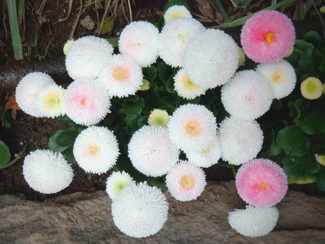 雏菊