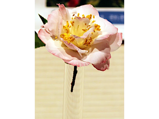 山茶花'欧米茄'