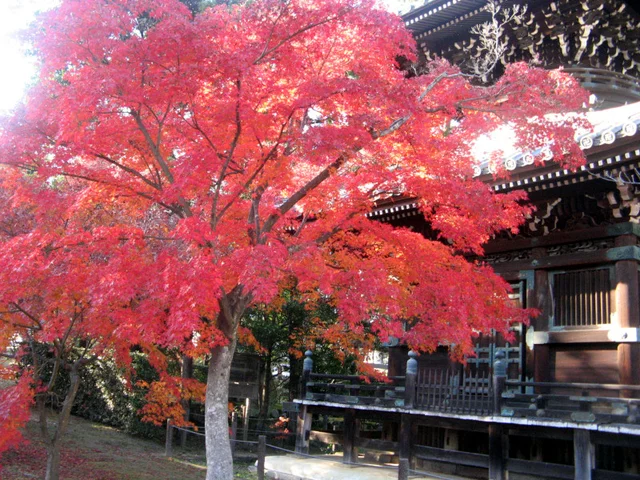Palmate maple
