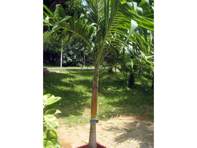 Manila palm