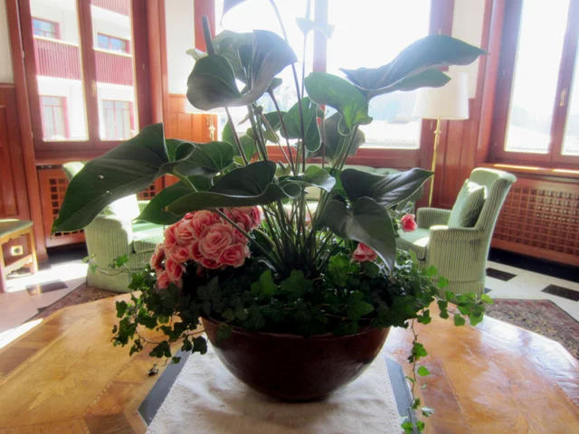 Riegers begonia 'Barcos'