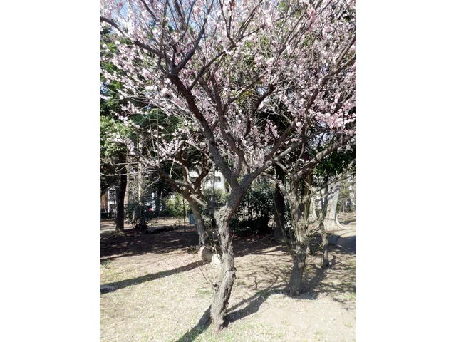 ウメ