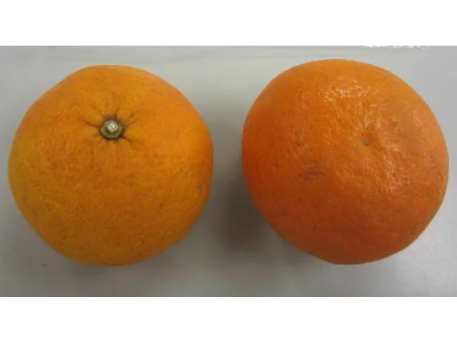 Natsudaidai orange
