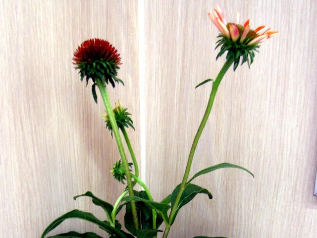 Echinacea purpurea