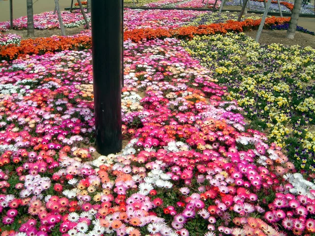 彩虹菊