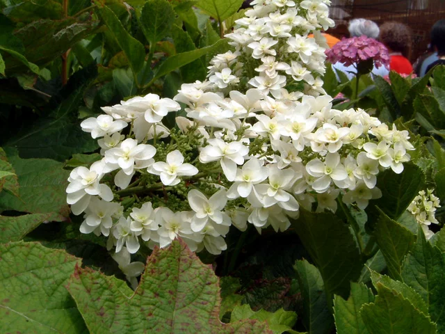 橡树叶绣球花