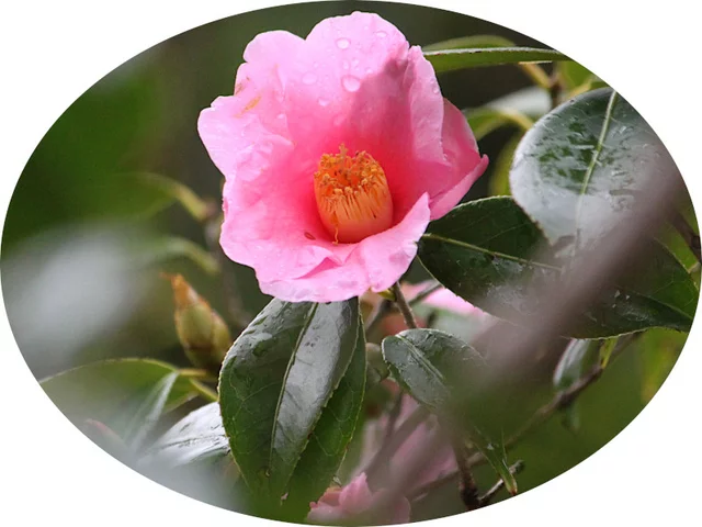 茶花 太郎冠者