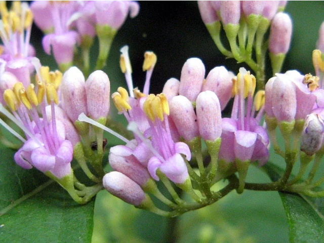 Callicarpa japonica