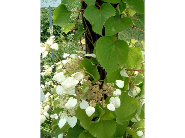 攀岩的绣球花