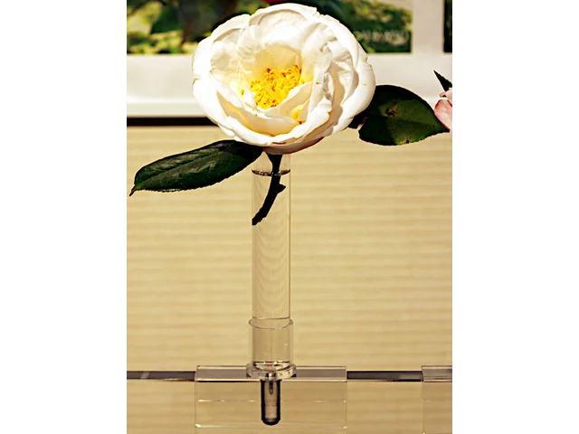 山茶花 '加冕典礼'