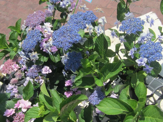 額紫陽花 '城ケ崎'