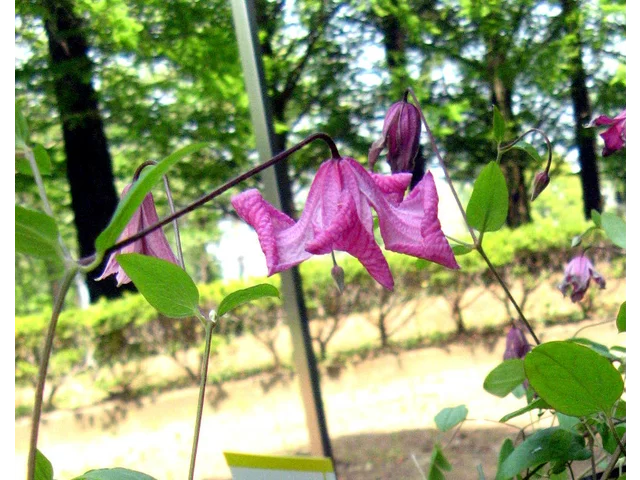 Clematis confett