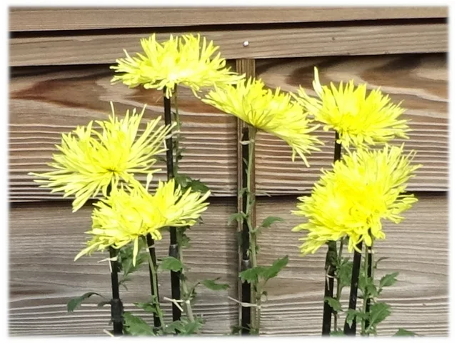 江戸菊