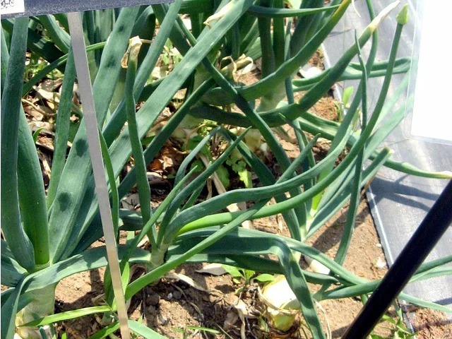 Onion