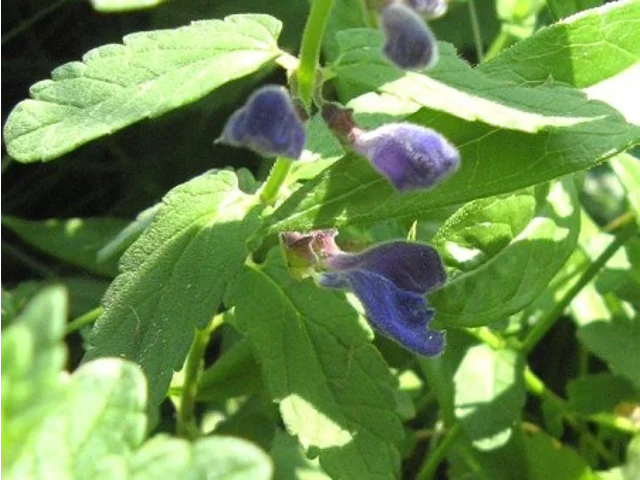 Scutellaria strigillosa