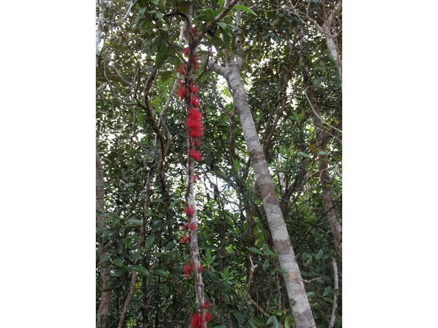 长花五蕊寄生