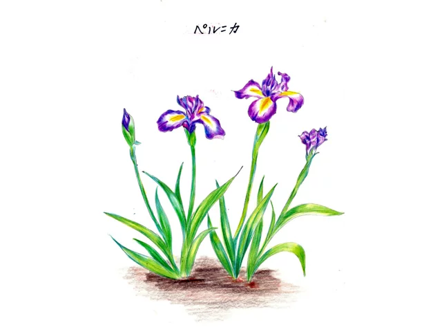 イリス・クロアティカ