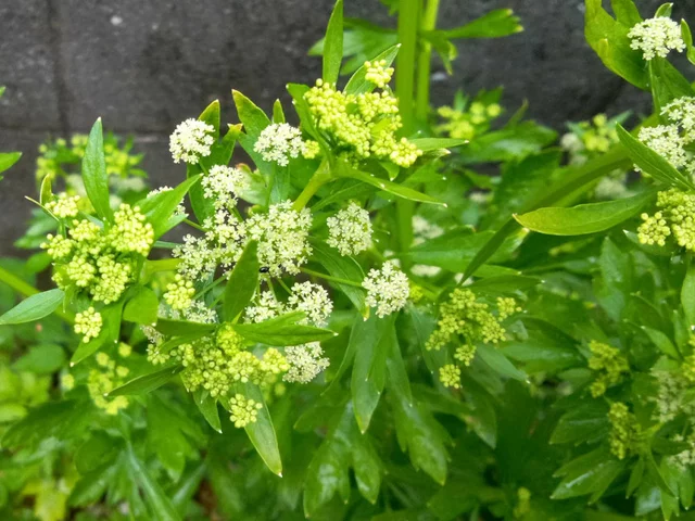 Celery