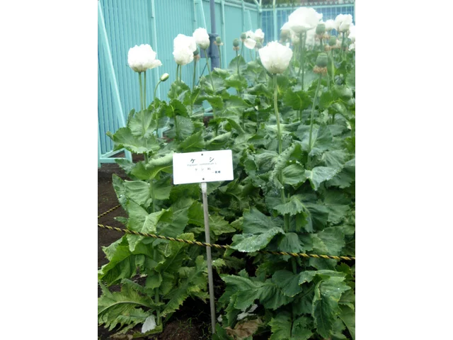 アヘンケシ | Papaver somniferum | かぎけん花図鑑