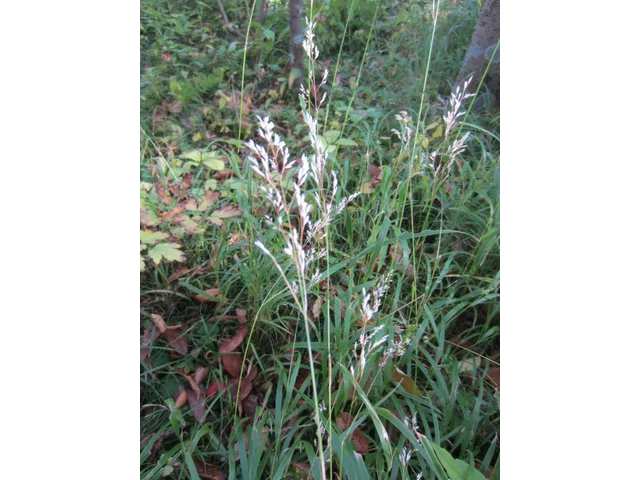 箱根野青茅