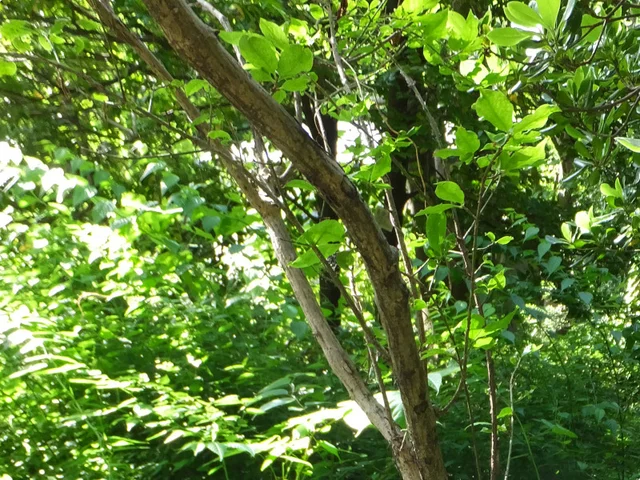 Euonymus hamiltonianus