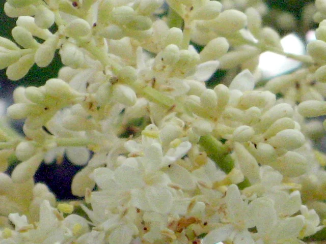 Syringa reticulata