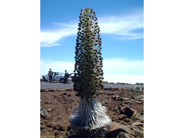 银箭草