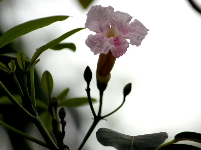Tabebuia rosea