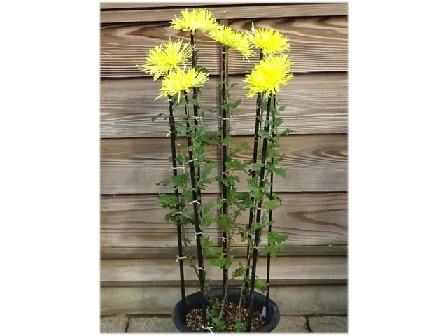 江戸菊 菊>古典菊