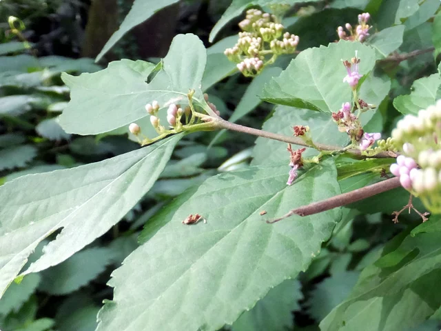Callicarpa japonica
