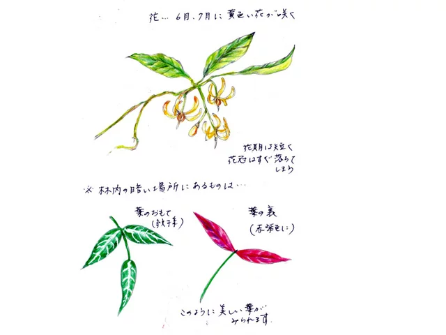 チトセカズラ